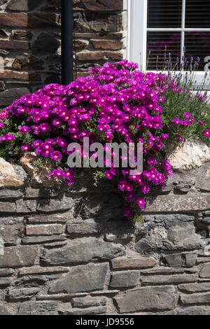 Lampranthus malva Foto Stock