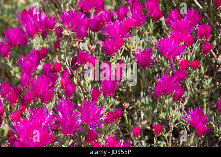 Malva Lampranthus spectabilis Foto Stock