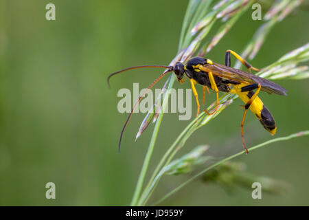 Wasp parassita, amblyteles armatorius, UK wildlife macro, West Yorkshire Foto Stock