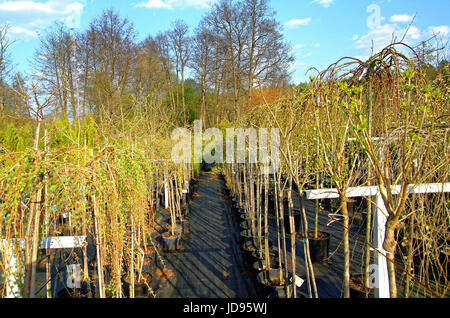 Vivaio di piante in Russia nella regione di Tula Foto Stock