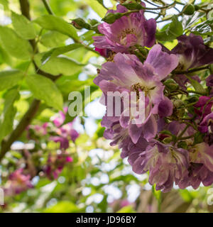 Fioritura rosa rosa rampicante in un paese di lingua inglese giardino Foto Stock