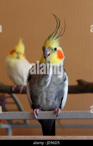 Cockatiel appollaiato sulla cima di gabbia. Foto Stock