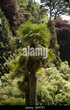Un Chusan Palm, classificato come una struttura ad albero campione, spicca tra gli alberi e il fogliame in giardino Trebah in Cornovaglia. Foto Stock