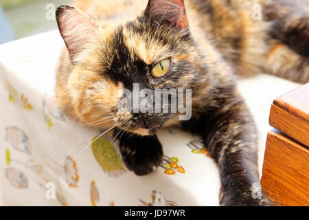 Uno eyed Brindle cat di guardare direttamente la fotocamera. Ella vive al Santuario degli animali nel West Sussex, Regno Unito Foto Stock