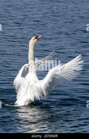 Swan asciugando le sue ali sul lago in Southport, Merseyside. Foto Stock