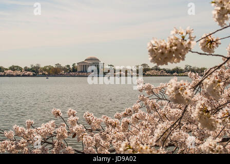 Fioriture di ciliegi in Primavera nella capitale della nazione Foto Stock