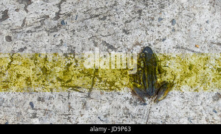 Carcasse di rana poco sulla strada con giallo linea di traffico segno, il fuoco selettivo. Foto Stock