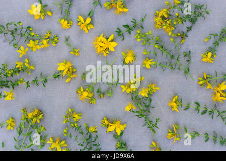 Una sana hypericum perforatum herb fiori su sfondo di tela Foto Stock