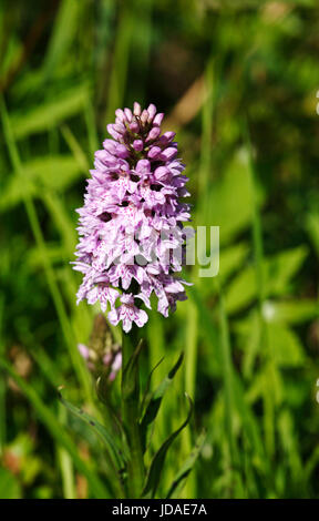 Il fiore spike di un comune maculato, orchidea Dactylorhiza fuchsia. Foto Stock