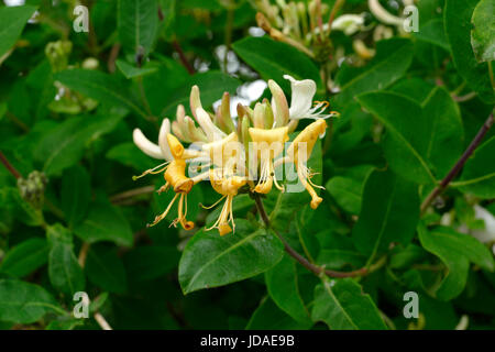 Fiore di caprifoglio italiano (Lonicera caprifolium). Foto Stock