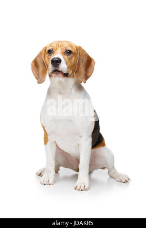 Bellissimo cane beagle isolato su bianco Foto Stock