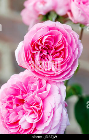 Bella e ricca di rosette di rosa di rosa Gertrude Jekyll (Ausbord) fioritura a inizio estate in un giardino nel sud-est dell'Inghilterra, Regno Unito - nazione preferito Foto Stock