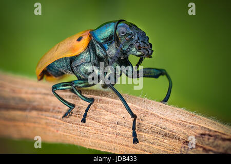 Ingrandimento estreme - Gioiello Beetle Foto Stock