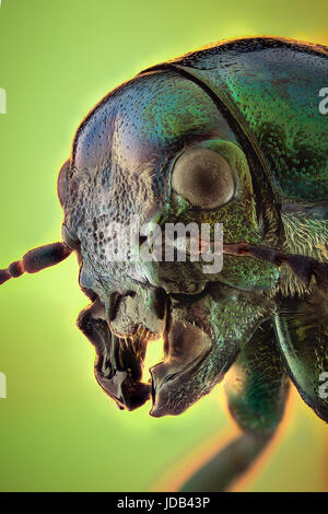 Ingrandimento estreme - Gioiello Beetle Foto Stock