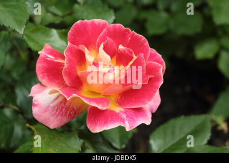 Rosa 'Champagne Cocktail " un fragrante, ripetere la fioritura floribunda rose, fioritura in un confine di un giardino inglese in giugno, Regno Unito Foto Stock