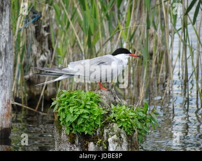 Arctic Tern - Sterna Paradisaea seduti su un ceppo di legno Foto Stock