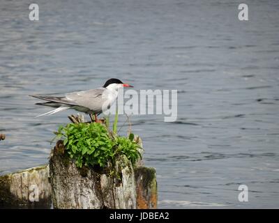 Arctic Tern seduto su un moncone Foto Stock