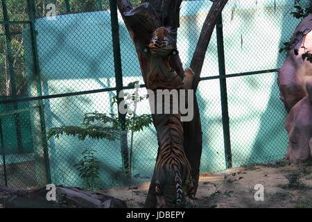 Tiger da Bannerghatta National Park, a Bangalore, in India che mostra la potenza. Foto Stock