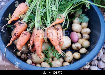 Appena scavato patate e carote Chanteray cresciuto su un riparto UK fotografia scattata da Simon Dack Foto Stock