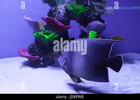 Grigio a semicerchio angelfish in acquario. Pomacanthus semicirculatus Foto Stock
