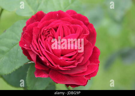 Rosa L D Braithwaite, un colore rosso brillante floribunda rose, fioritura in giugno in un giardino inglese Foto Stock