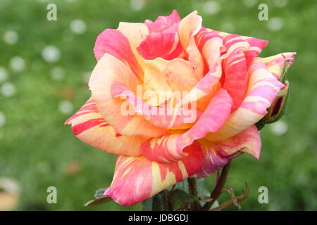 Rosa "Harry Wheatcroft' un impressionante di rose profumate, chiamato dopo il suo omonimo fiammeggiante, un celebre giardiniere TV. Fioritura in estate (giugno), Regno Unito Foto Stock