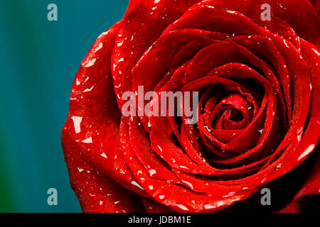 Rosso fresco bocciolo di rosa, petali di rose rosse Foto Stock