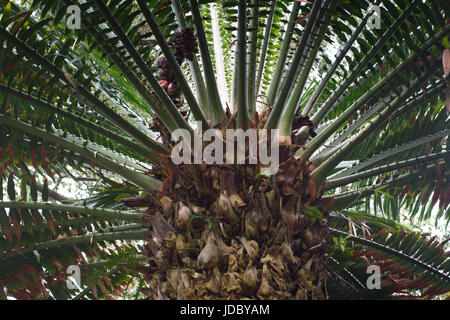 Encephalartos laurentianus arbusto. .Cycad subtropicale evergreen palm come pianta con rosso verde coni. Cycas. Foto Stock