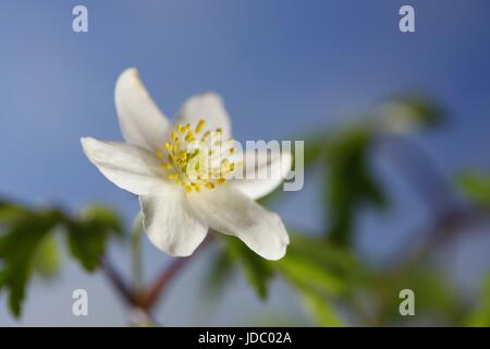 Anemone legno conosciuto anche come windflower, thimbleweed e odore fox Foto Stock