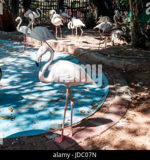 Grande e bella di uccelli fenicottero rosa in un zoo Foto Stock