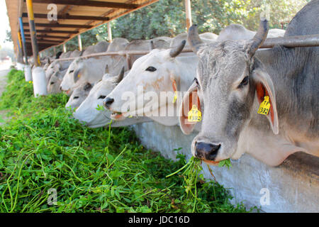 Una vista prospettica di vacche in piedi in linea stabile e mangiare fresco verde erba e uno al di fuori della loro posa verso la telecamera. Foto Stock