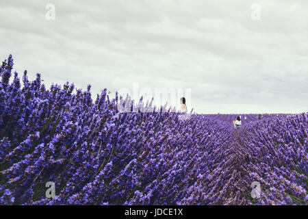 Vista del paesaggio di Hitchin campo di lavanda e visitatori. Fattoria di Lavanda è un'attrazione locale ed è vicino sia a Londra e Cambridge. Foto Stock