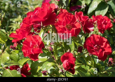 Rosso 'tappeto di fiori' bush rose Foto Stock