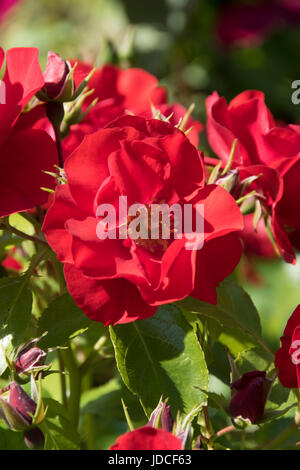 Rosso 'tappeto di fiori' bush rose Foto Stock