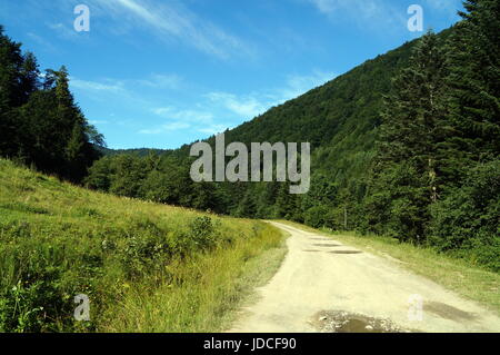Strada in una foresta di montagna vicino a green glade e alberi di alto fusto Foto Stock