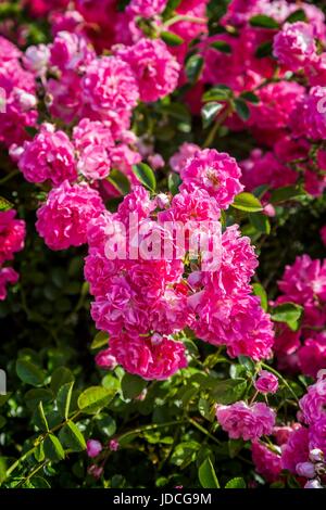 Rose rosa Bonica 'Meidomonac', Rosacee Foto Stock