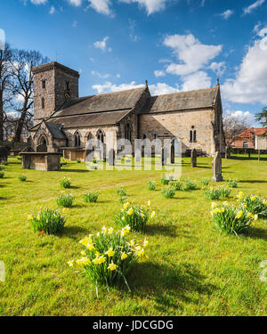 La molla dafodils nel cimitero a Hovingham chiesa Foto Stock