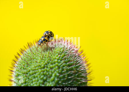 Due giallo ladybugs mate in Bud del papavero, close-up Foto Stock