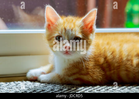 Cat rilassante e porta piccola gattino vicino alla Porte di vetro Foto Stock