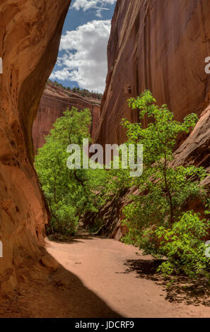 Un short slot canyon nel lato del canyon lungo il Grand Staircase-Escalante Monumento Nazionale, vicino a Boulder, Utah Foto Stock