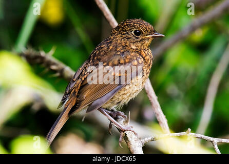 Un pulcino robin appollaiato in attesa di cibo Foto Stock