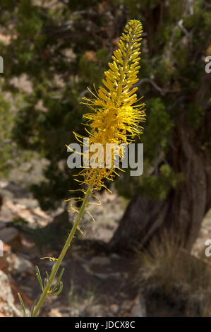 Principe Plume (Stanleya pinnata), una strada comune di fiori selvaggi di Southern Utah Foto Stock