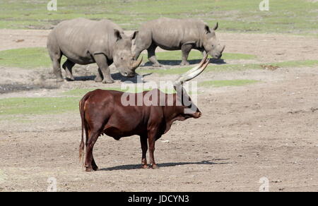 Watusi africano Bull (Bos taurus africanus), a.k.a. Ankole-Watusi longhorn o Sanga bestiame al pascolo due rinoceronti in background. Foto Stock