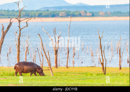 Un grande ippopotamo Hippopotamus amphibius lambisce sulle rive del lago Kariba in Zimbabwe. Foto Stock