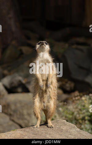 Un meerkat eretti presso lo Zoo di Edimburgo Foto Stock