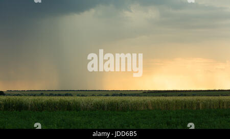 Nuvole temporalesche sono di colore grigio-blu sopra il campo di grano duro la sera al tramonto estate scuro Thunderclouds pioggia Foto Stock