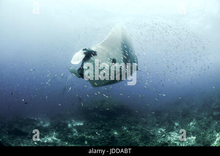 Giant Manta Ray in Koh Bon, Thailandia Foto Stock