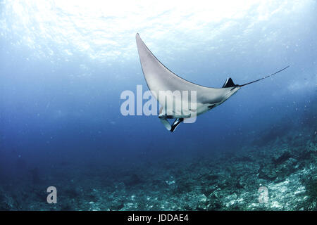 Giant Manta Ray in Koh Bon, Thailandia Foto Stock