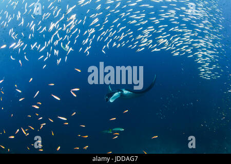 Giant Manta Ray in Koh Bon, Thailandia Foto Stock