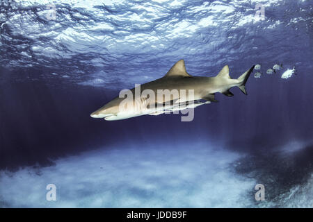 Lo squalo limone nuoto con superficie in background Foto Stock